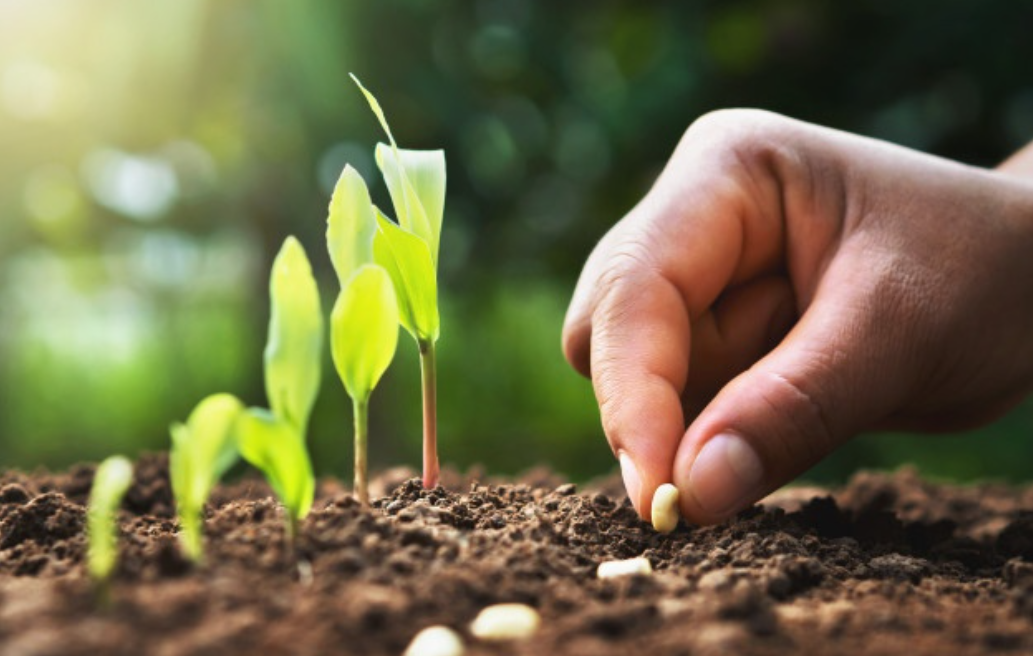 Plantando semillas de maíz.