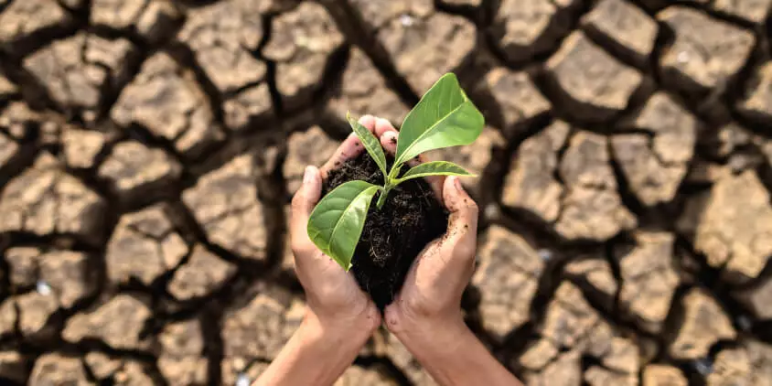 Cultivo en tierra seca